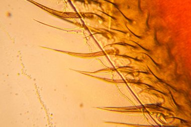 Mikroskop kanadında arı