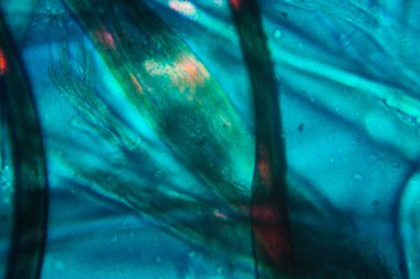 Toz mikroskobik görünümü