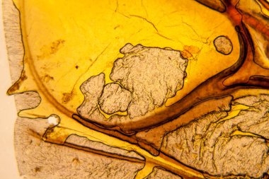 Palomena prasina kanat, mikroskop