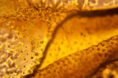 Palomena prasina kanat, mikroskop