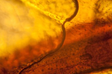 Palomena prasina kanat, mikroskop