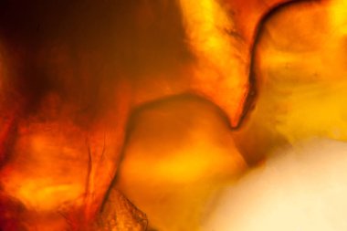 Palomena prasina kanat, mikroskop