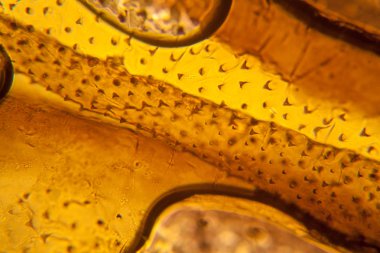 Palomena prasina kanat, mikroskop