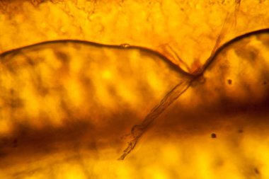 Palomena prasina kanat, mikroskop