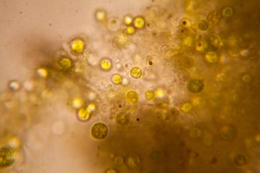 Mikroskop, çürümüş yaprak