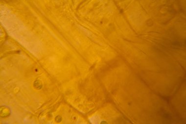 Mikroskop, çürümüş yaprak