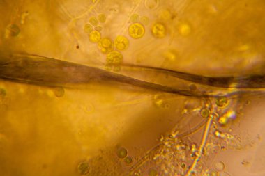 Mikroskop, çürümüş yaprak