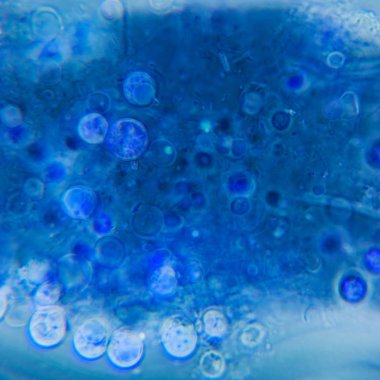 Mikroskop, çürümüş yaprak