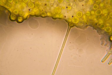 Mikroskop, çürümüş yaprak