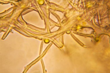 Mikroskop, çürümüş yaprak