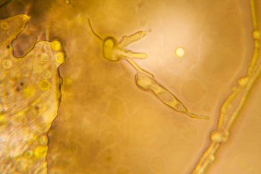 Mikroskop, çürümüş yaprak