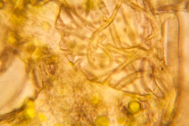 Mikroskop, çürümüş yaprak