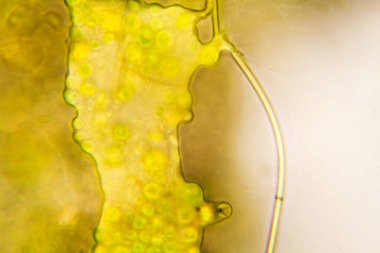 Mikroskop, çürümüş yaprak