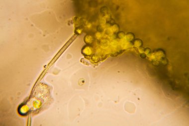 Mikroskop, çürümüş yaprak