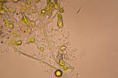 Mikroskop, çürümüş yaprak