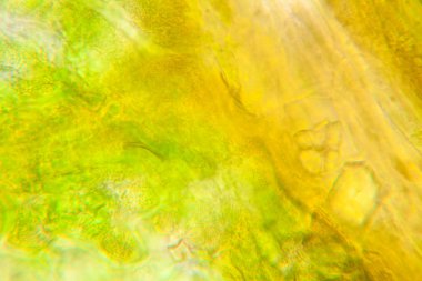 Mikroskop, çürümüş yaprak