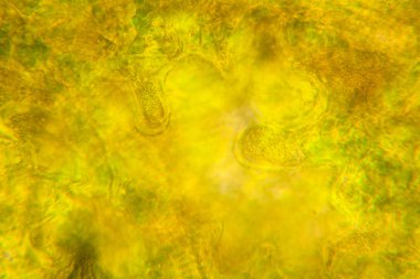 Mikroskop, çürümüş yaprak