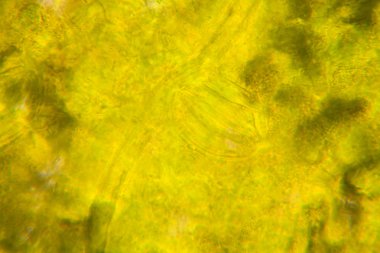 Mikroskop, çürümüş yaprak