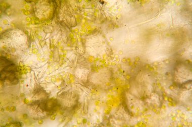 Mikroskop, çürümüş yaprak