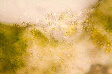 Mikroskop, çürümüş yaprak