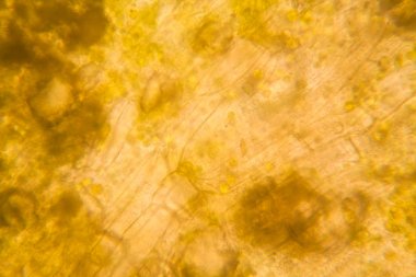 Mikroskop, çürümüş yaprak