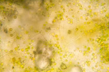 Mikroskop, çürümüş yaprak