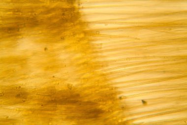 Güve kanat mikroskobik görünümü. Güzel ayrıntıları 