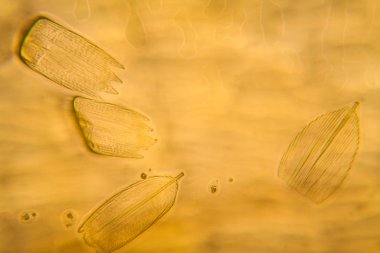 Güve kanat mikroskobik görünümü. Güzel ayrıntıları 