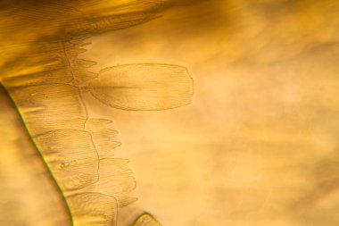 Güve kanat mikroskobik görünümü. Güzel ayrıntıları 