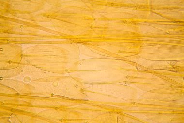 Güve kanat mikroskobik görünümü. Güzel ayrıntıları 