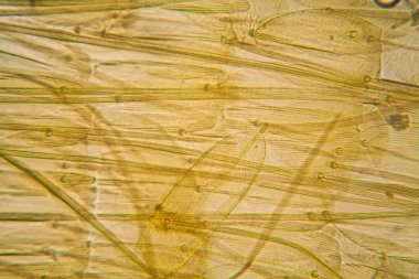 Güve kanat mikroskobik görünümü. Güzel ayrıntıları 