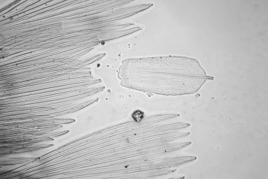 Güve kanat mikroskobik görünümü. Güzel ayrıntıları 