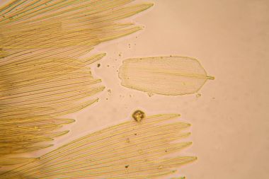 Güve kanat mikroskobik görünümü. Güzel ayrıntıları 