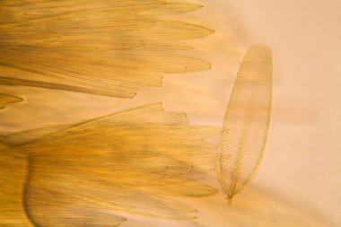 Güve kanat mikroskobik görünümü. Güzel ayrıntıları 