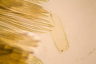 Güve kanat mikroskobik görünümü. Güzel ayrıntıları 