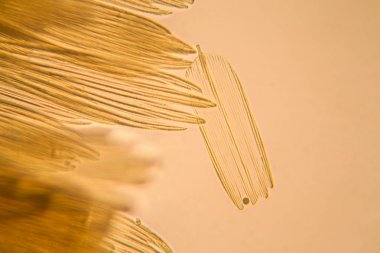 Güve kanat mikroskobik görünümü. Güzel ayrıntıları 