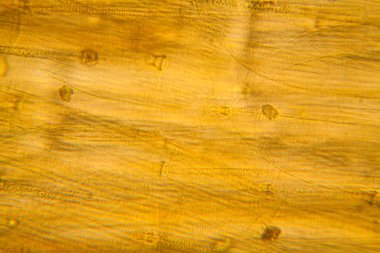 Güve kanat mikroskobik görünümü. Güzel ayrıntıları 