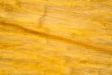 Güve kanat mikroskobik görünümü. Güzel ayrıntıları 