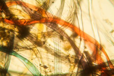 Toz mikroskobik görünümü