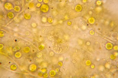 Mikroskop, çürümüş yaprak