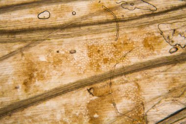 Mikroskop, çürümüş yaprak