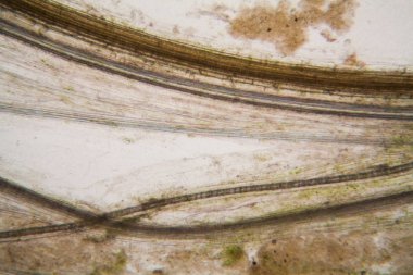 Mikroskop, çürümüş yaprak