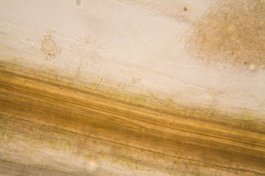 Mikroskop, çürümüş yaprak