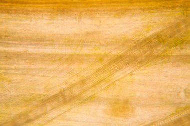 Mikroskop, çürümüş yaprak