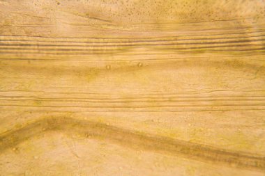 Mikroskop, çürümüş yaprak