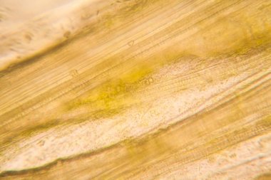 Mikroskop, çürümüş yaprak