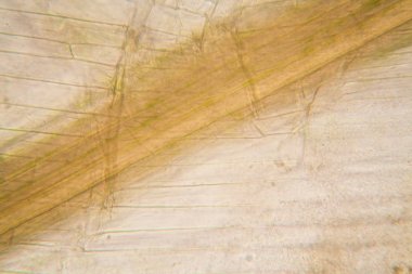 Mikroskop, çürümüş yaprak