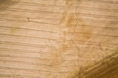 Mikroskop, çürümüş yaprak