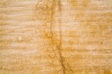 Mikroskop, çürümüş yaprak