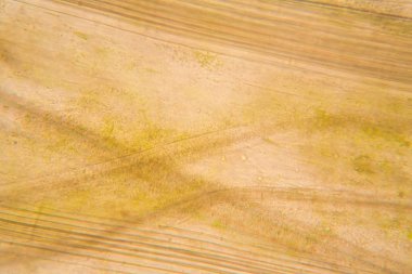 Mikroskop, çürümüş yaprak